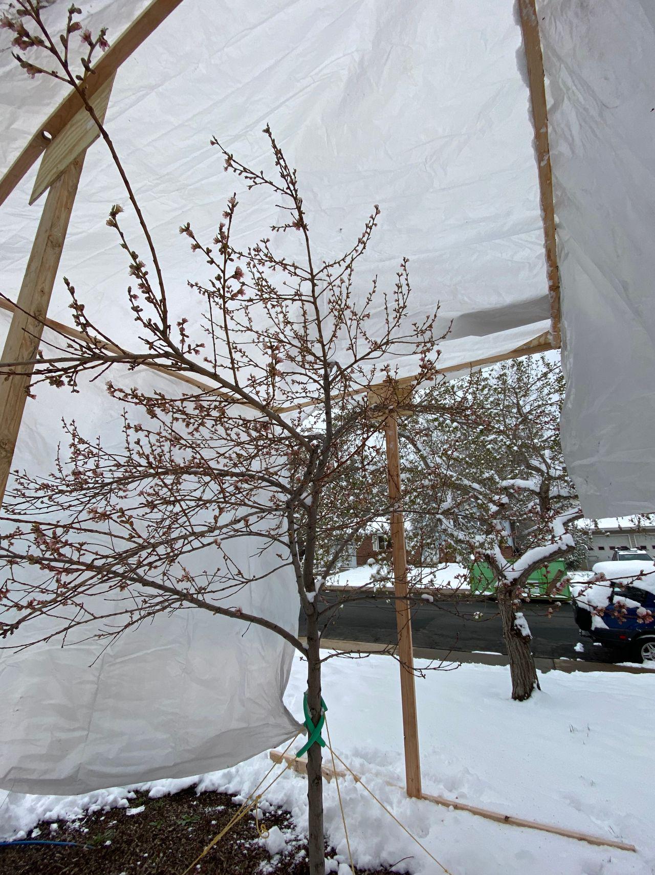 completed shelter covering the peach tree